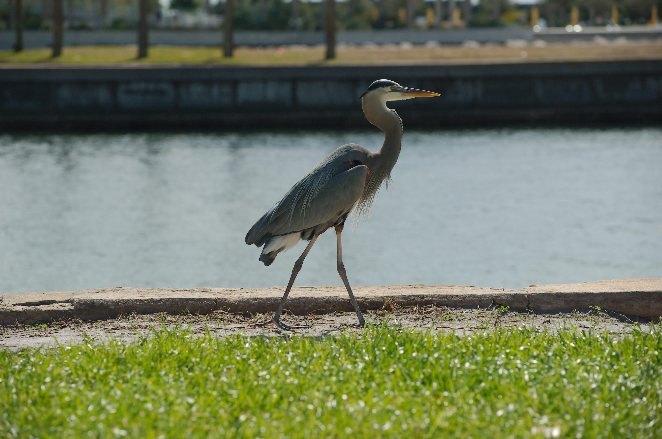 Boutique Hotels for a St. Pete Wedding Vinoy Park {{brizy_dc_image_alt imageSrc=